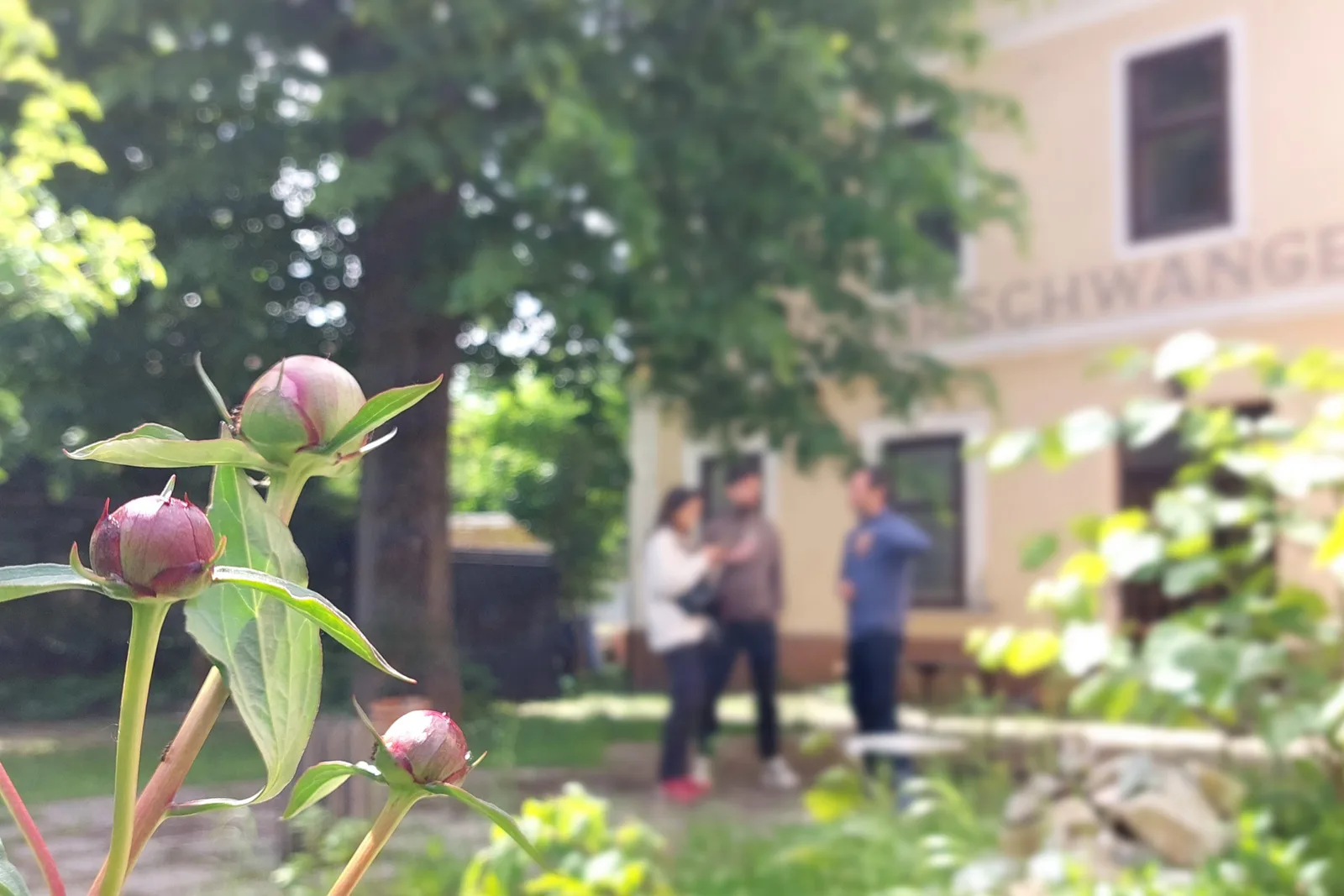 Commons Hub garden in bloom